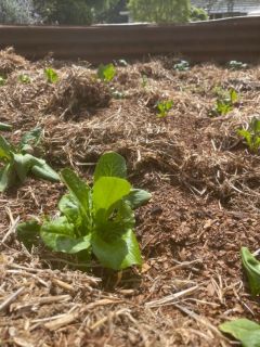 My happy little veggies