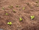 Seedlings planted
