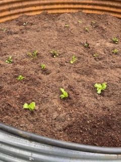 Seedlings planted