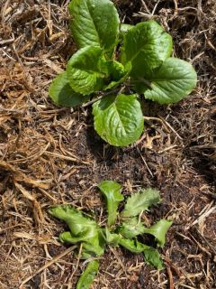 lettuce from garden bed 1