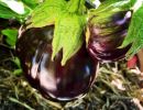 Eggplant1