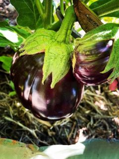 Eggplant1