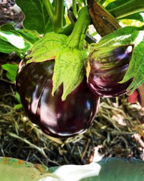Eggplant1