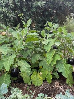 Eggplant6