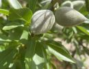 almond tree