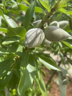 almond tree