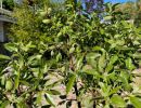 almond tree 2