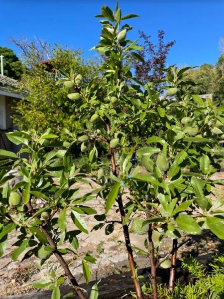 almond tree 2
