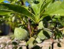 almond tree 3