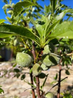 almond tree 3
