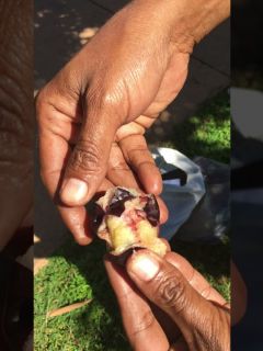 burdekin plum burdekin plum