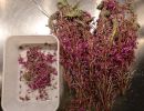 IMG 5314